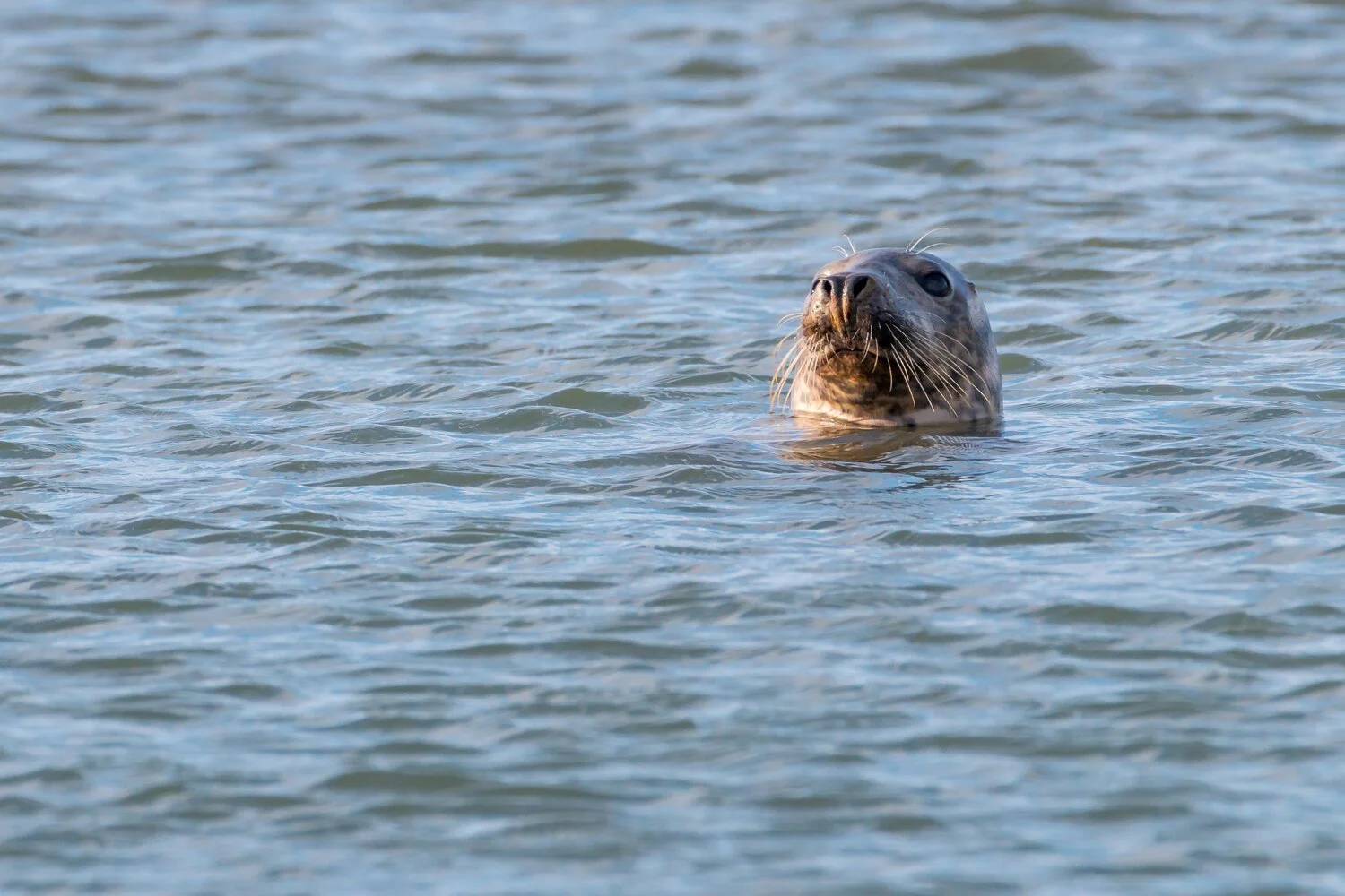 A seal at the surface with just its head above the water, looking straight at the camera.