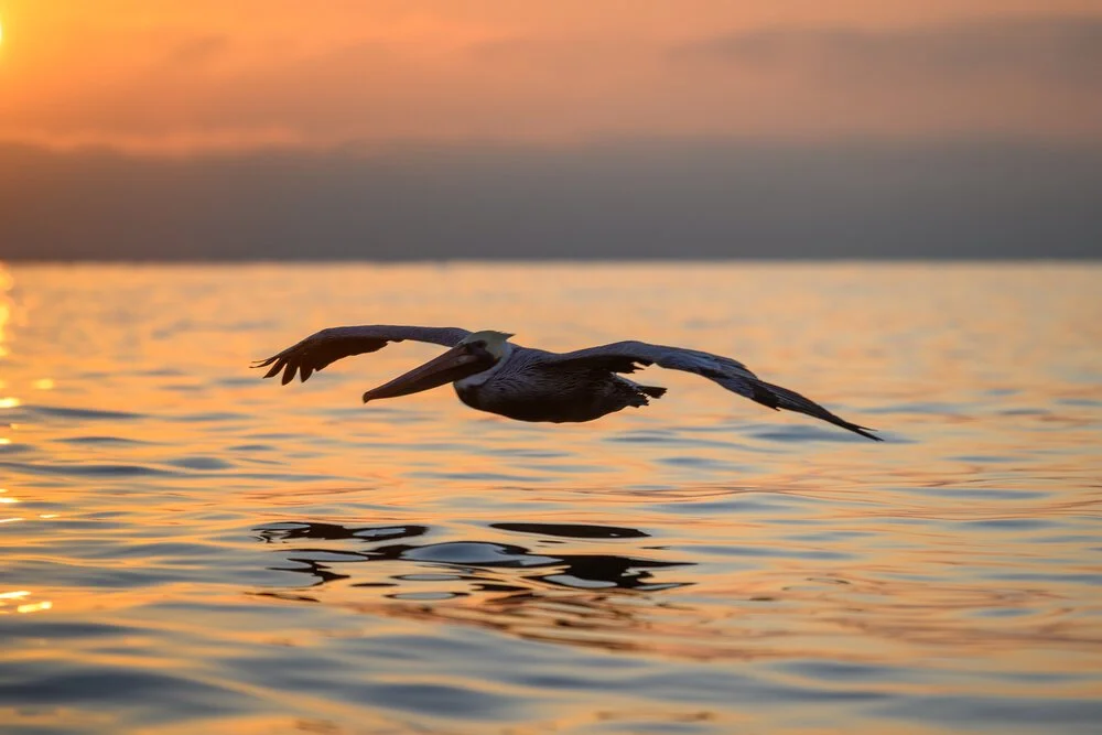 A pelican gliding low over the water at sunset.