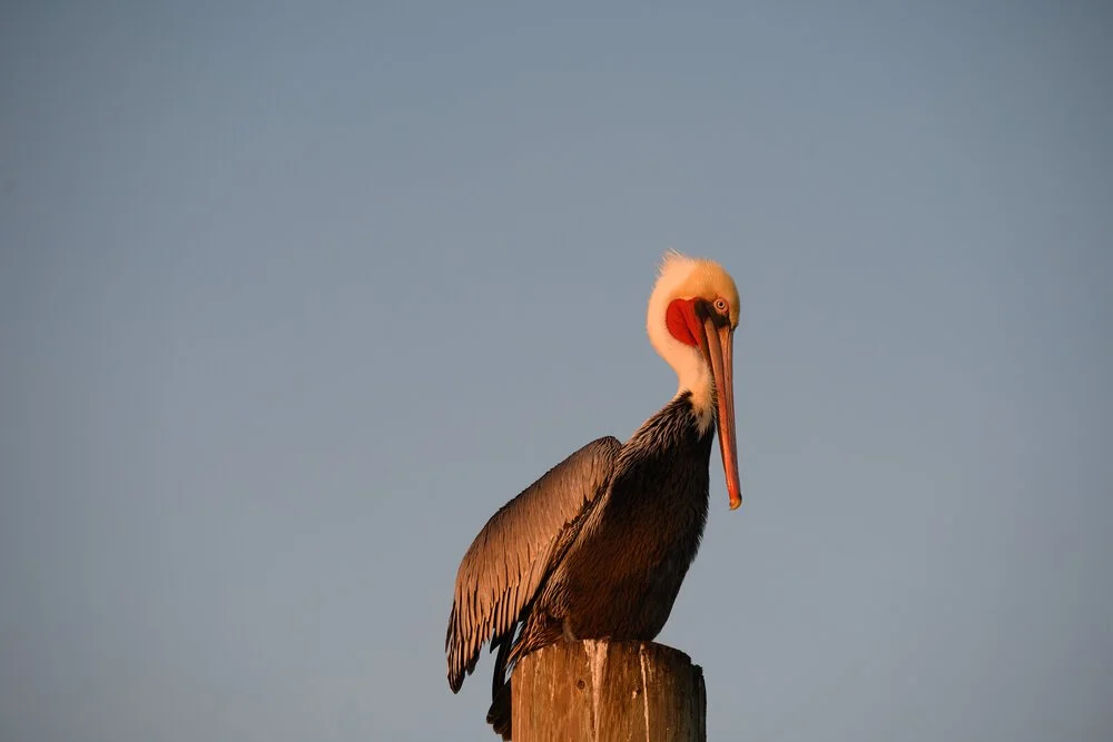 A brown pelican perched on a piling against a pale sky.