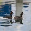 Two dark waterbirds with pale bills swimming on open water.