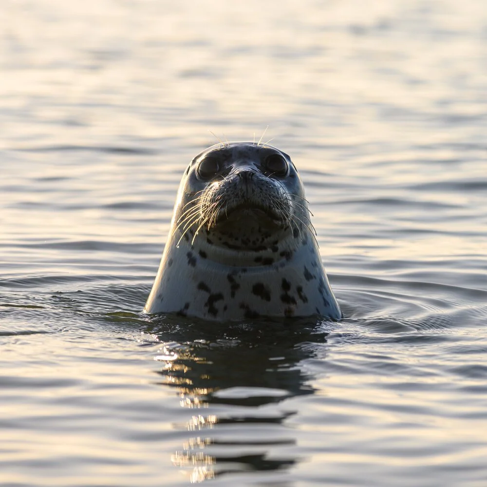 A harbour seal at the surface, head up and whiskers catching the light.