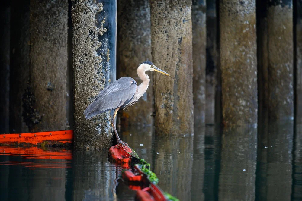 A grey heron perched on a red float against a wall of pier pilings.