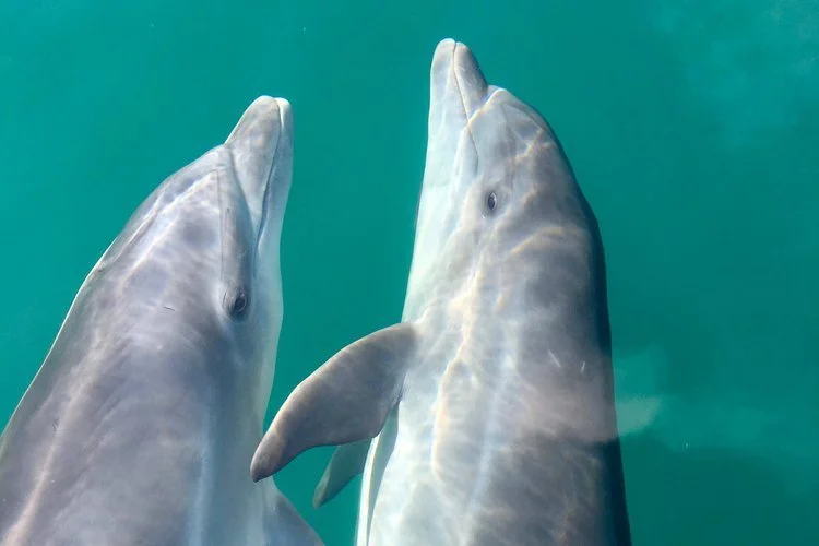 Two dolphins rising together through clear blue-green water.