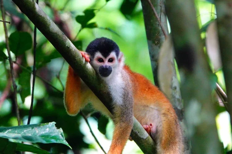 A squirrel monkey sitting on a branch in the forest canopy.
