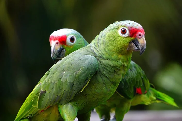 Two green parrots with red foreheads perched side by side.