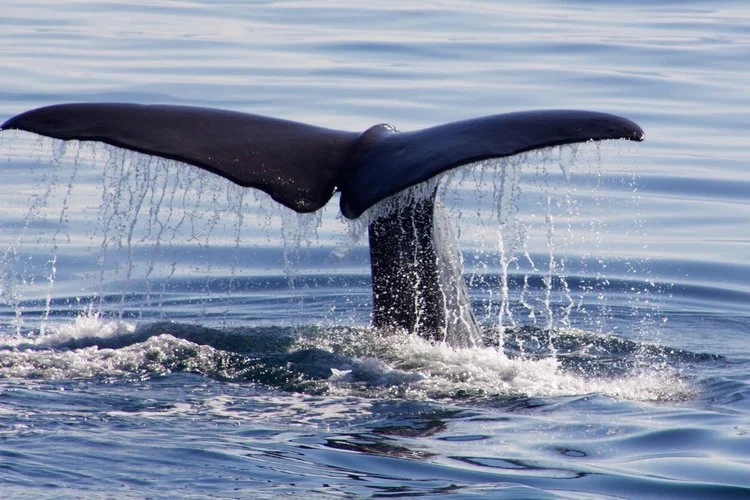 A whale's tail fluke raised above the surface, water streaming off it.
