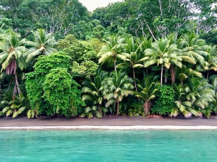 Rainforest crowding down to a pale green shallow bay.