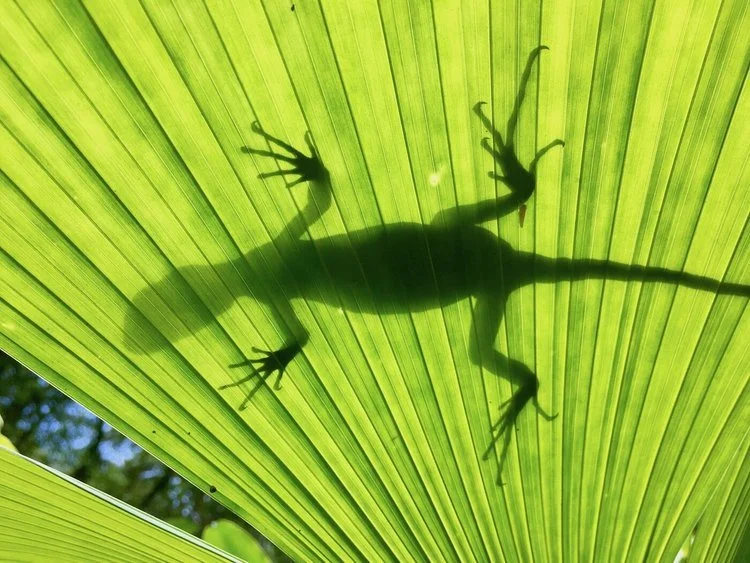 The silhouette of a small lizard showing through a backlit palm leaf.