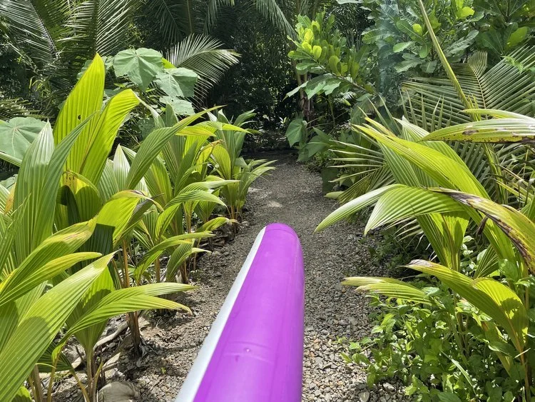 The bow of a purple kayak on a gravel path through young palms.