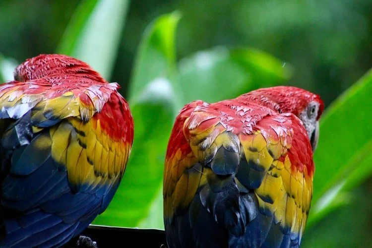 Two scarlet macaws perched close together among green leaves.
