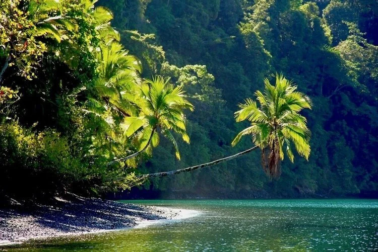 Palms leaning out over a narrow beach at the edge of dense rainforest.