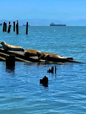 Sea lions hauled out on a half-sunken timber among old pilings, a tanker on the horizon.