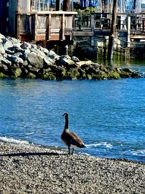 A Canada goose standing on the rocky shoreline below the pier.