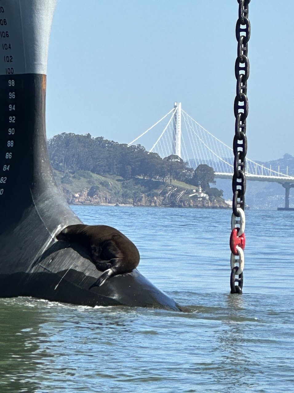 A sea lion asleep on the bulbous bow of a moored ship, the anchor chain dropping into the water beside it and the Bay Bridge beyond.