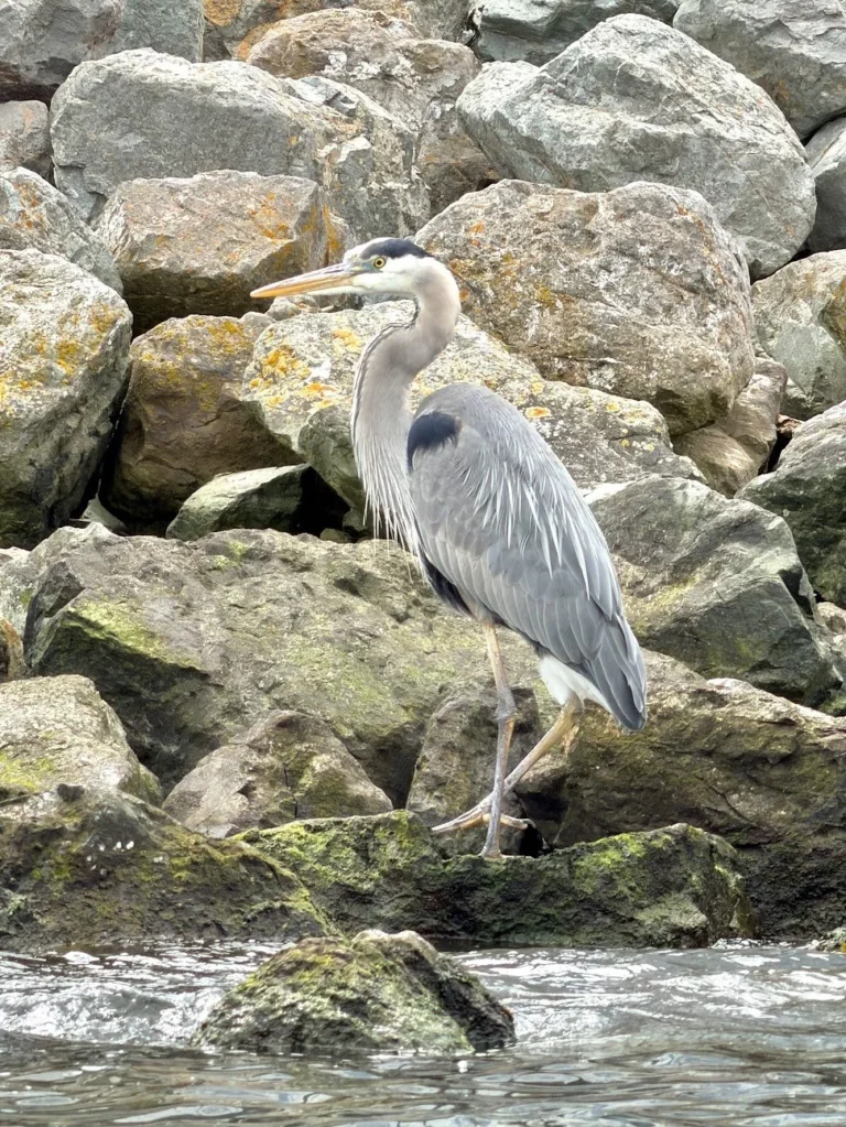 A grey heron standing on the rocks at the waterline.