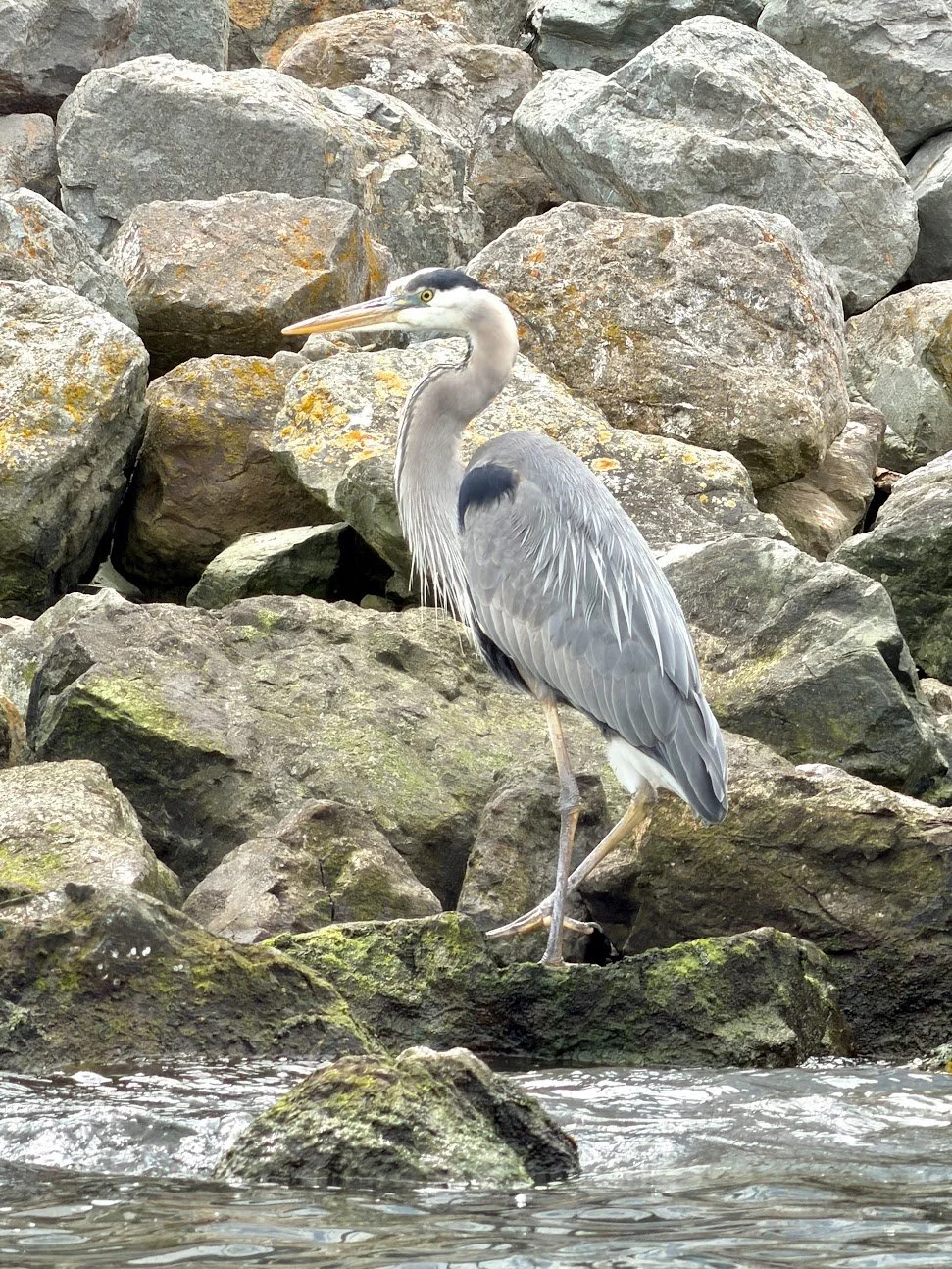 A grey heron standing on the rocks at the waterline.