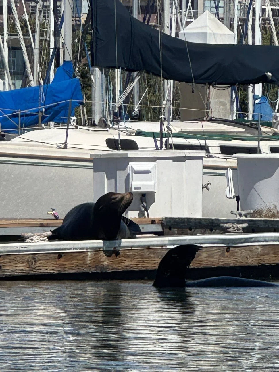 A sea lion hauled out on a dock among moored sailboats.
